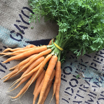 Elmridge - Bunched Carrots (ea)